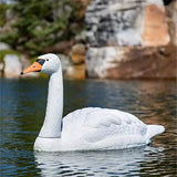 Floating Swan Decoy in pond deterring geese and herons with realistic polyresin design