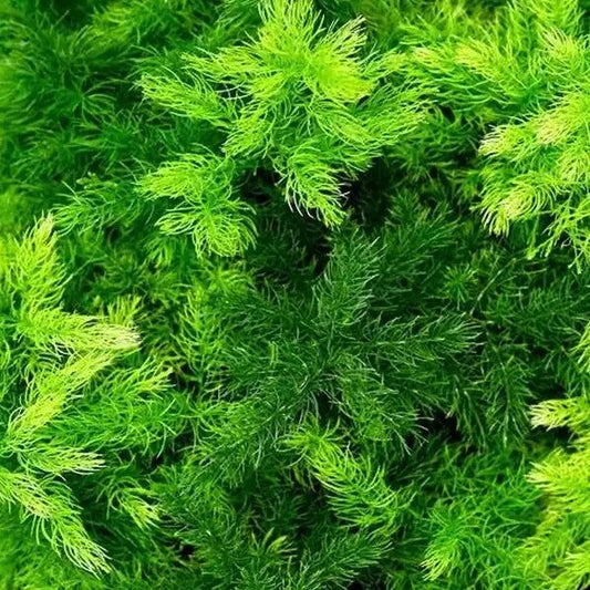 Hornwort submerged oxygenating plant for pond water quality and algae control