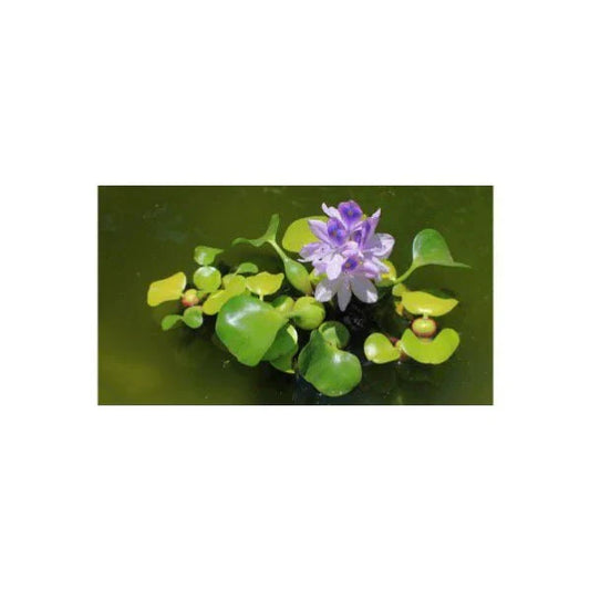 Close-up of a vibrant purple water hyacinth flower with green leaves