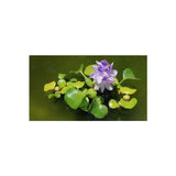 Close-up of a vibrant purple water hyacinth flower with green leaves