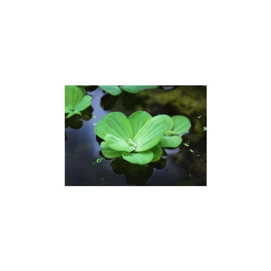 Floating Water Lettuce plant on pond surface providing shade and algae control
