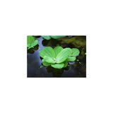 Floating Water Lettuce plant on pond surface providing shade and algae control